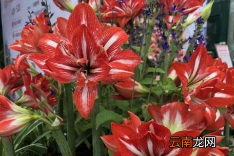 朱顶红怎么养