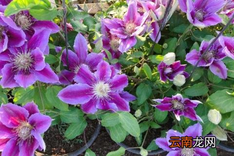铁线莲冬天怎么养
