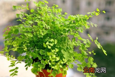 铁线蕨的养殖方法和注意事项
