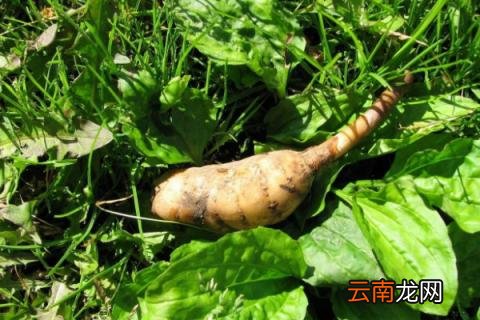 天麻种植技术