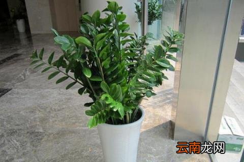 摇钱树怎么养