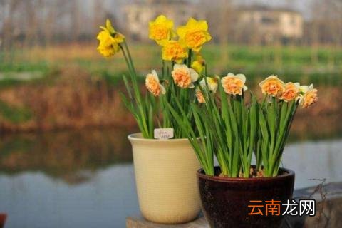 洋水仙的水培方法
