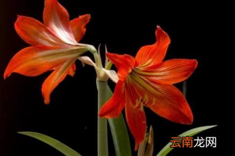 朱顶红什么时候换盆