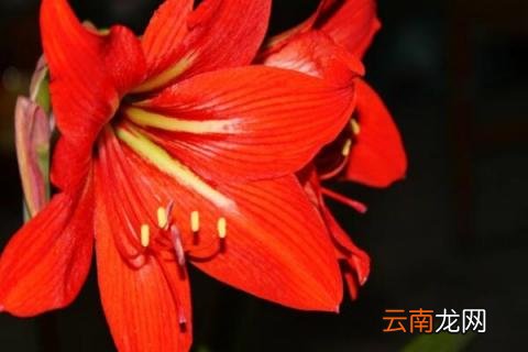 朱顶红什么时候换盆