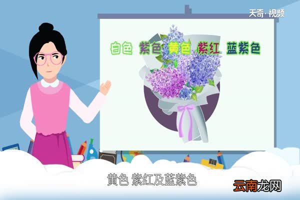 丁香花是什么颜色的丁香花的颜色是怎样的