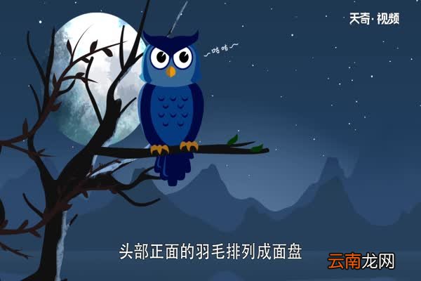 猫头鹰吃什么 猫头鹰以什么为食