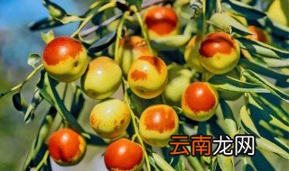 冬枣储存方法 冬枣怎么保存
