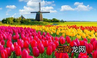 荷兰种植郁金香最多的城市是哪里