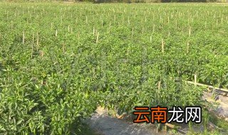 怎样种植辣椒种植辣椒下底肥吗