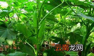 红秋葵种植时间和方法，秋葵种植时间及技术要点