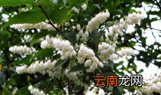 马醉木的种植方法 马醉木的养殖方法