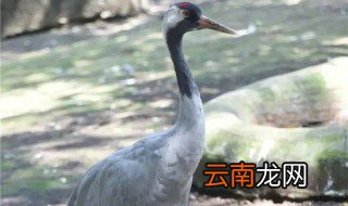 鹤为什么单脚站立睡觉 鹤为什么要用一只脚站着睡觉