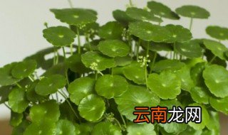 盆栽的铜钱草怎么移植到水里，铜钱草怎么种在水里