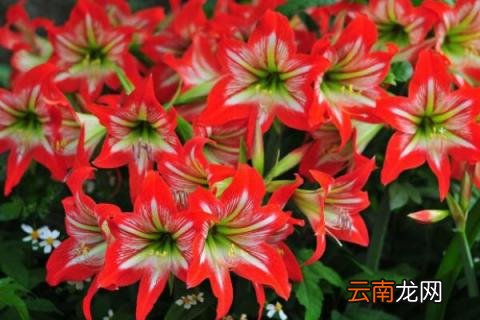 朱顶红花语