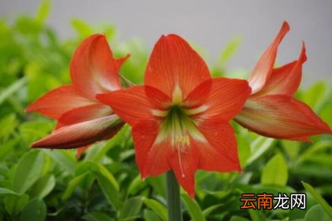 朱顶红花语