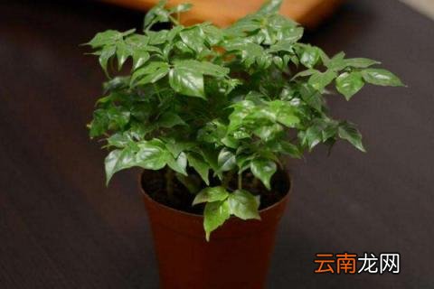 幸福树的养殖方法