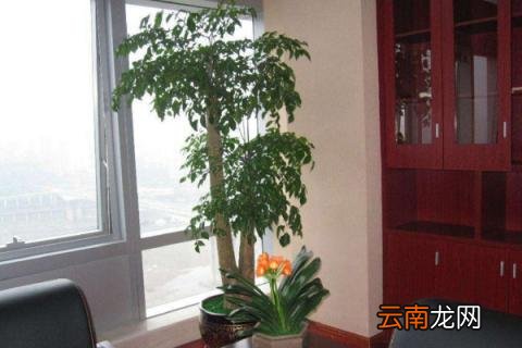 幸福树的养殖方法