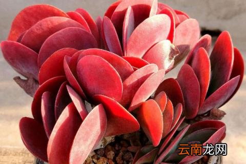 唐印怎么养