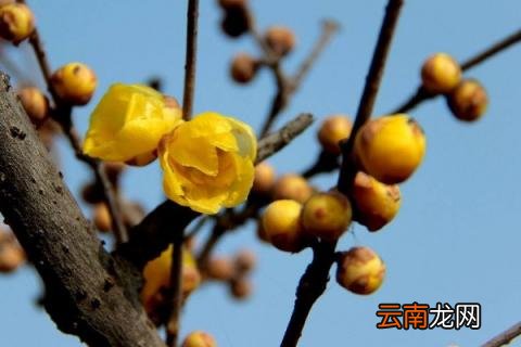 买回家的腊梅花怎么养