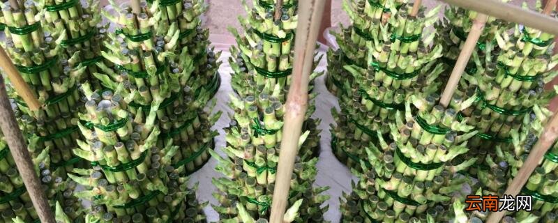 塔竹怎么养