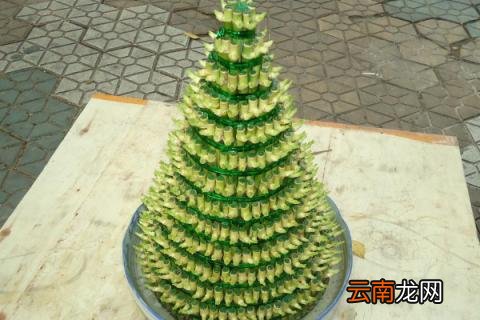 塔竹怎么养