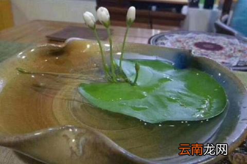 一叶莲叶子发黑