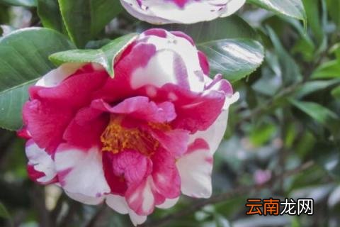 怎样养好香妃茶花