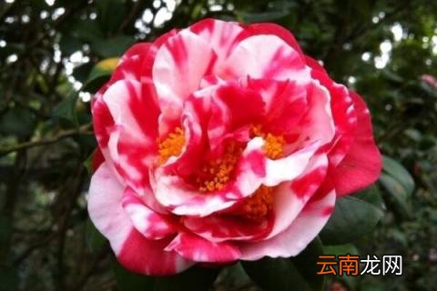 怎样养好香妃茶花