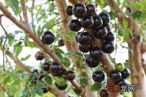 嘉宝果怎样施肥才正确