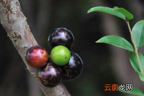 嘉宝果怎样施肥才正确