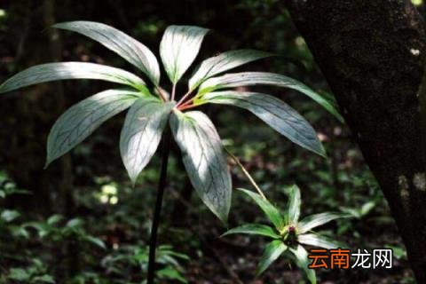 重楼种植技术