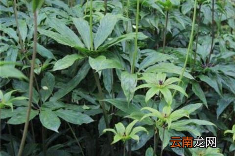 重楼种植技术