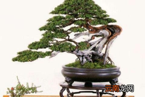 下山桩头如何生根
