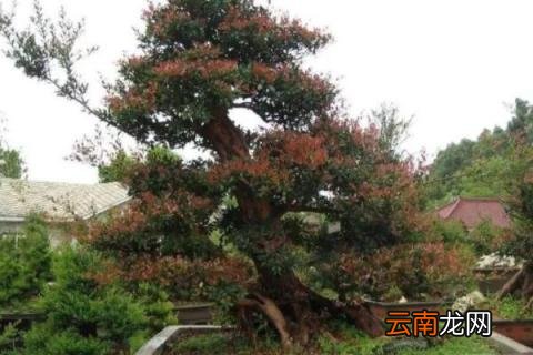 下山桩头如何生根