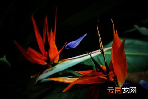 天堂鸟的养殖方法和注意事项