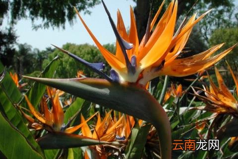 天堂鸟的养殖方法和注意事项