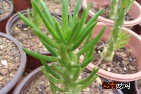 将军柱怎样繁殖