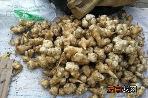洋姜几月份种植