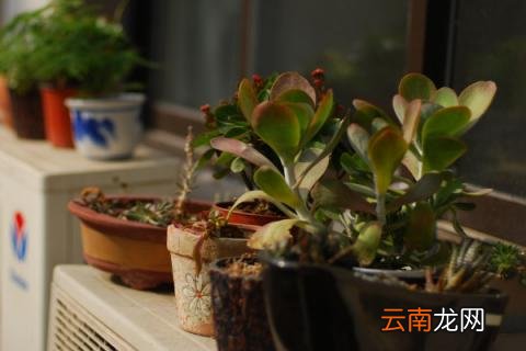 唐印多肉植物的养殖方法