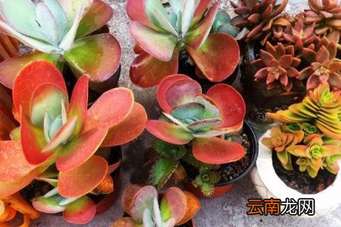唐印多肉植物的养殖方法