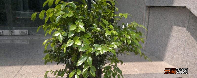 小叶紫檀怎么养