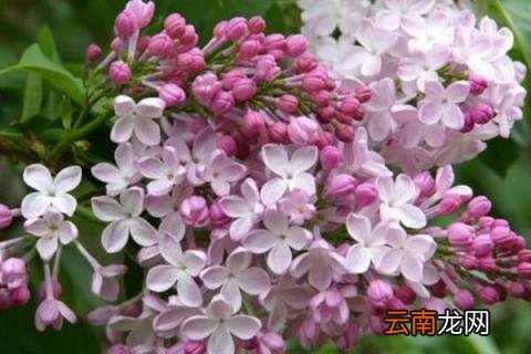 丁香花适合在室内养吗