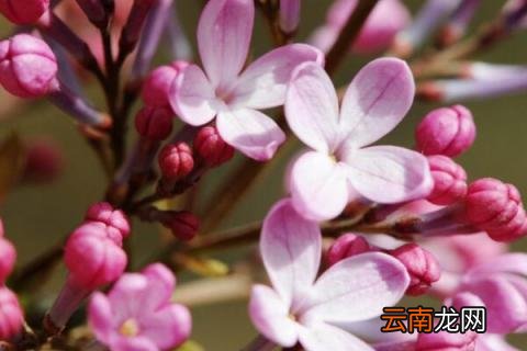 丁香花适合在室内养吗