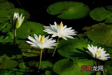 睡莲的种植方法