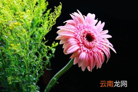 太阳花怎么掐头爆盆
