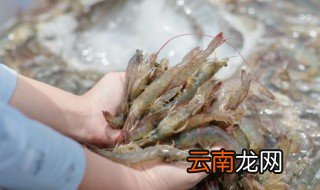 活鲜虾怎么保存方法 鲜活的小活虾保存方法