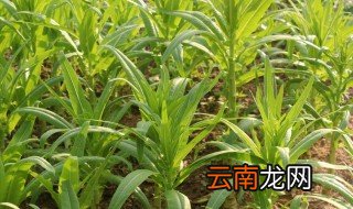 窝苣的保存方法 莴苣的储存方法