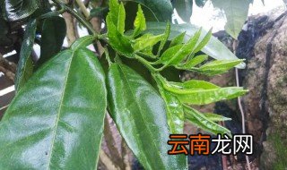 鲜柚子叶保存方法 柚子叶能保存多久
