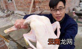 鸭毛怎么拔才能干净 怎样拔鸭毛又快又干净