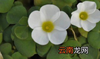 芙蓉酢浆草养殖方法和注意事项